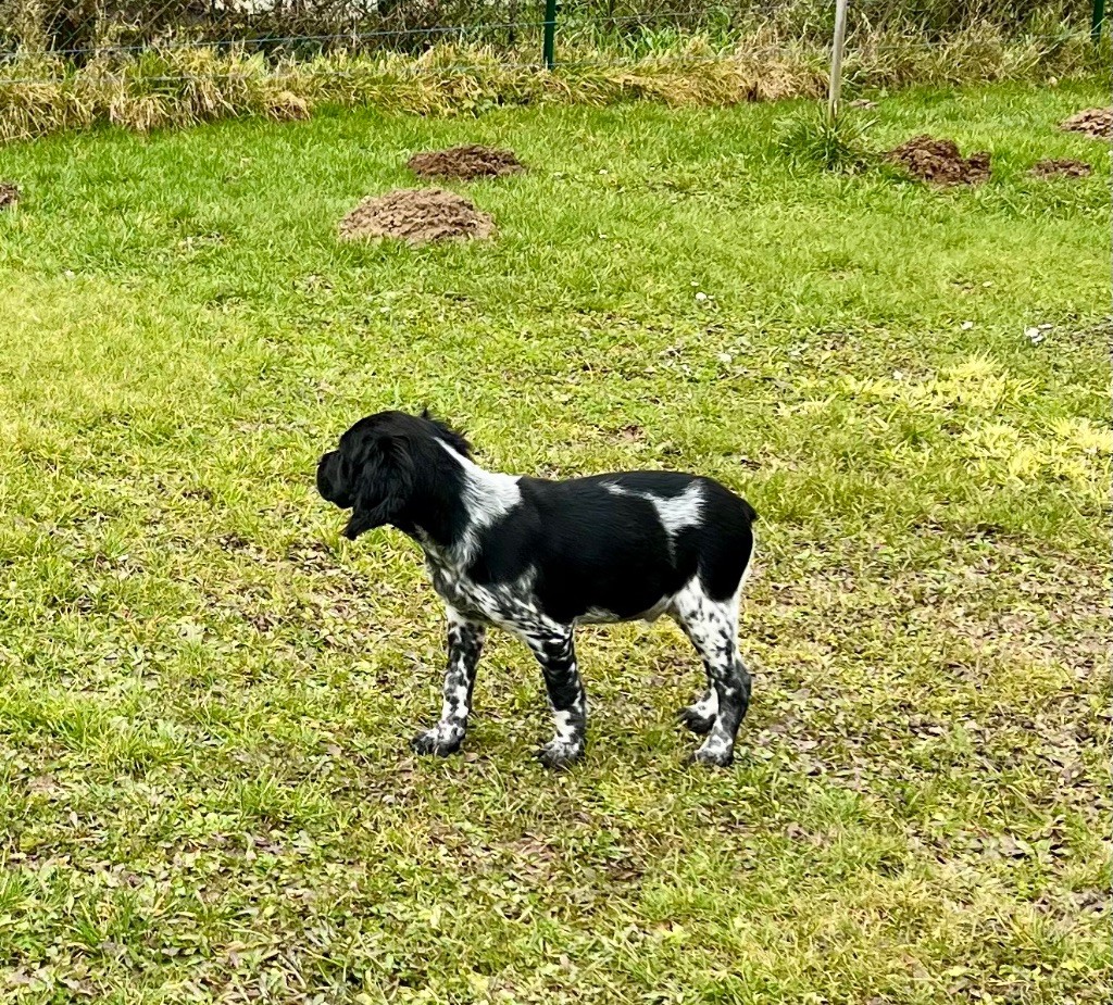 Du Bosquet De Saint Aignan - Chiots disponibles - Epagneul Breton