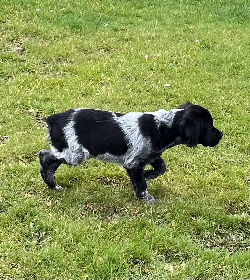 Du Bosquet De Saint Aignan - Chiots disponibles - Epagneul Breton